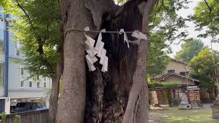 戸部杉山神社⛩ (神奈川県横浜市) 横浜大空襲の際 当社を守ったと伝わる御神木🌲 2024.7.5