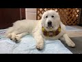 【vlog】アラン自宅に戻る　great pyrenees　グレートピレニーズ