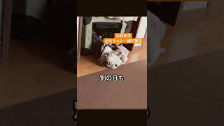 【シーズー】最高の寝ぼけ顔🤣恥ずかしいから見ないで下さいw #シーズー #dog #shihtzu #可愛い犬 #お昼寝