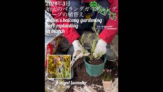 【2024年3月 始天のベランダガーデニング ハーブの植替え「デンタータ ラベンダー」】herb replanting in march