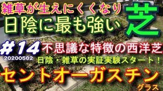 日陰に最も強い芝 セントオーガスチングラスの特徴と実験　芝活2020#14