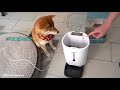 带柴犬兄弟春游去啦 dog admission day agility training unboxing a gift