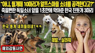 들개떼 10마리가 쑥대밭으로 만든 알프스 마을, 그때 진돗개 3마리가 죽을뻔한 독일 소녀 앞을 가로막는데...