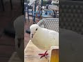 friends comes in all sorts of form and sizes white energy dove on my table spain