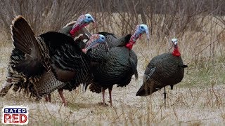 How Rio Grande Turkeys Differ from Other Breeds