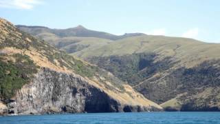 Akaroa Cruise