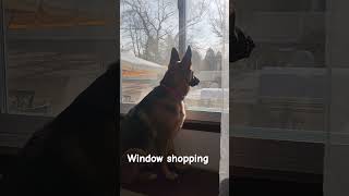 Shepherd window shopping #gsds #germanshepherd