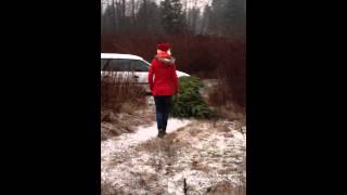 Laura Cutting Christmas Tree