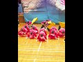 常笑 『春架 haruka 』　犬山踊芸祭 2018 よさナイト shorts