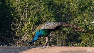 Keoladeo National Park, Bharatpur 2017