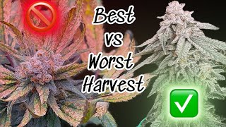 Best and Worst Cannabis Harvest: How to Avoid Costly Grow Mistakes: Seed to Harvest+ Strain Review!