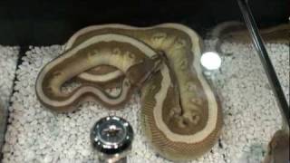 Toffee + Soul Sucker Ball Pythons from The Urban Reptile