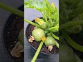 Growing Round Zucchini Vertically in 5 Gallon Containers ! #zucchini #squash #gardening