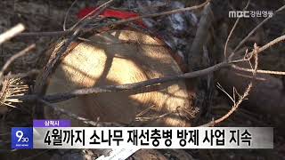 삼척시 소나무 재선충병 방제 강화, 인접 시·군 감염 확인 20250113