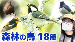 春の森は鳥がいっぱい♪【野鳥撮影vlog】