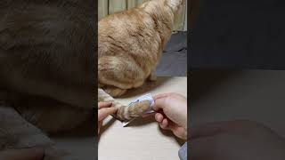 招き猫パワーでスクラッチくじ当選なるか？　#猫動画 #shorts