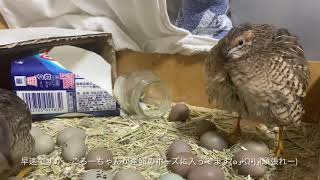 姫うずらのごろーちゃん産卵後に鳴き声