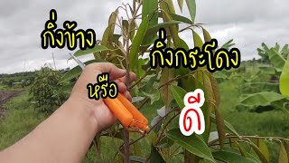 ปลูกทุเรียน กิ่งกระโดงหรือกิ่งข้างดี อันไหนโตเร็วกว่ากัน!?🌳