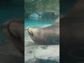 【🇯🇵旅日記】上野動物園 サービス精神旺盛なアシカ shorts