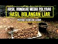 Hasil tanam porang di polybag, memilih budidaya porang di polybag sebelum masuk ke lahan