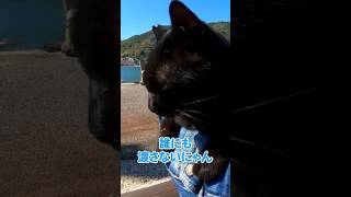 黒猫が駆け寄ってお膝に乗ってきて可愛い… #shorts