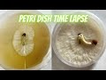 Mushroom Clone Petri Dish Time Lapse