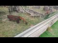 【live】レッサーパンダ 咲弥ちゃん メルくん シュウナちゃん 天王寺動物園 red panda osaka tennoji zoo