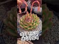 초보다육맘 고사리 따는거 아니다잉 多肉植物 たにくしょくぶつ korean succulent