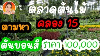 พาตะลุย ตลาดต้นไม้คลอง 15 ที่ใหญ่ที่สุด ตามล่าหา ต้นบอนสี | ราคาหลักร้อยถึงแสน #ต้นบอนสี