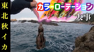 【男鹿半島エギング】エギのカラーローテーションはマメにやろう！！