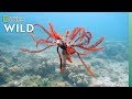 Feather Stars and Their Animal Invaders | Nat Geo Wild