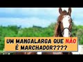 Conheça um pouco mais sobre o primo do Marchador, o Mangalarga Paulista