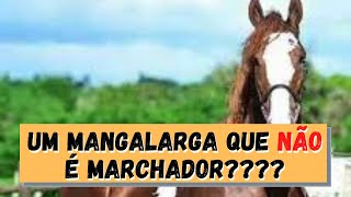 Conheça um pouco mais sobre o primo do Marchador, o Mangalarga Paulista