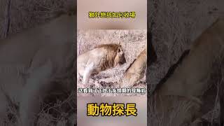 雄獅深情的看向母獅，獅外戀該如何收場 #動物世界 #獅子