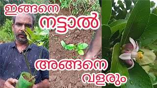 നാരകം നിലത്ത് നടുമ്പോൾ ശ്രദ്ധിക്കണം limekerala #lemon #farming #malayalam