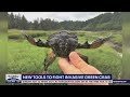 New tools to fight invasive green crab | FOX 13 Seattle