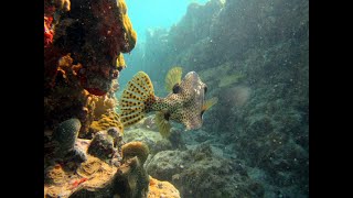 Spotted Trunkfish