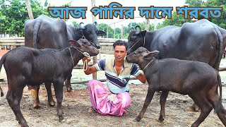 আজ পানির দামে ইন্ডিয়ান বর্ডার ক্রস বাচ্চা মহিষ | ১৪-২০ লিটার দুধের মহিষ একদম সীমিত দামে