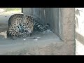 晴れ風🌞①ジャガー・ハクくん・沖縄こどもの国・・・jaguar ・okinawa zoo u0026 museum 20220714