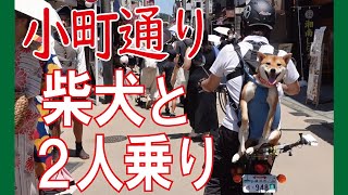 柴犬と2ケツで小町通りを爆走！【ホンダbite50】