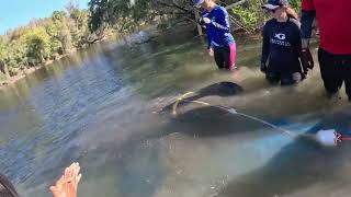 5 Rehabilitated Manatees Return to Florida Waters After Several Years of Rehabilitation  - SeaWorld