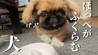 ゲップするときほっぺがふくらむペキニーズがかわいい #26 今日のごはん【ペキニーズのちょび】犬と暮らす