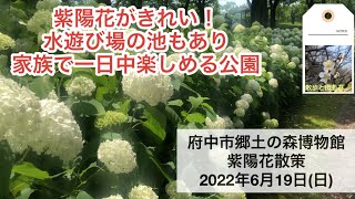 府中市郷土の森博物館 紫陽花散策 2022年6月19日（日） 広い園内では紫陽花がいたるところで見頃を迎えていました＃紫陽花#あじさい #アジサイ #散歩 #ウォーキング #開花状況