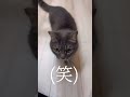 うちの猫がまた新しい芸を覚えてしまいました...