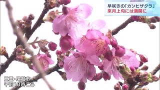 早咲きの桜が咲き始める　カンヒザクラのピンクの花が２分咲きに　三重・尾鷲市 (22/01/29 18:19)