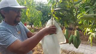 cara bungkus mangga agar terhindar dari serangan  lalat buah .