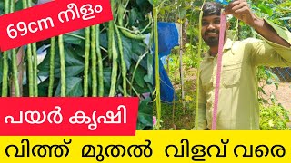 പയർ കൃഷി|വിത്ത് തിരഞ്ഞെടുക്കൽ,വിത്തു പാകൽ,വളപ്രയോഗം,കീട നിയന്ത്രണം,വിളവെടുപ്പ്|ആദ്യം മുതൽ അവസാനം വരെ