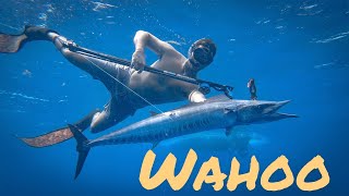 The Cleanest water ever Spearfishing (140 mile trip PART 2)