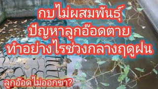 เพาะกบเลี้ยงลูกอ๊อดช่วงฝนตกชุก กบไม่ผสมพันธุ์ ลูกอ๊อดตายและทำไมลูกอ๊อดขาหน้าไม่ออก#วิธีเพาะกบep67/64