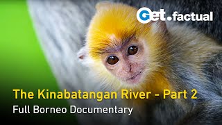 The Kinabatangan River | Gift to the Earth | The Amazon of the East - Borneo Documentary, Part 2